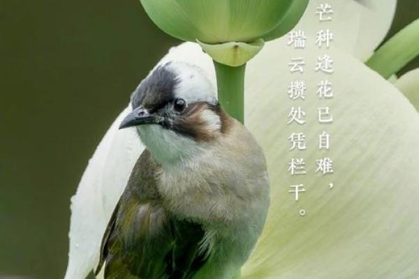 芒种前出生好还是芒种后 2024年芒种出生人的八字 芒种前出生好还是芒种后 2024年芒种出生人的八字