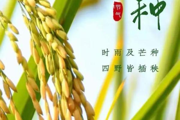 芒种前出生好还是芒种后 2024年芒种出生人的八字 芒种前出生好还是芒种后 2024年芒种出生人的八字