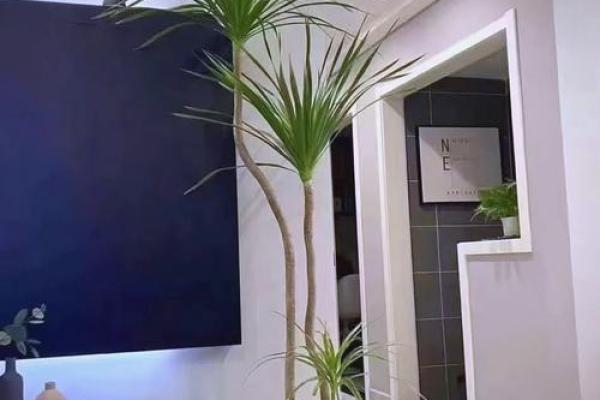 沈阳房子风水植物有哪些